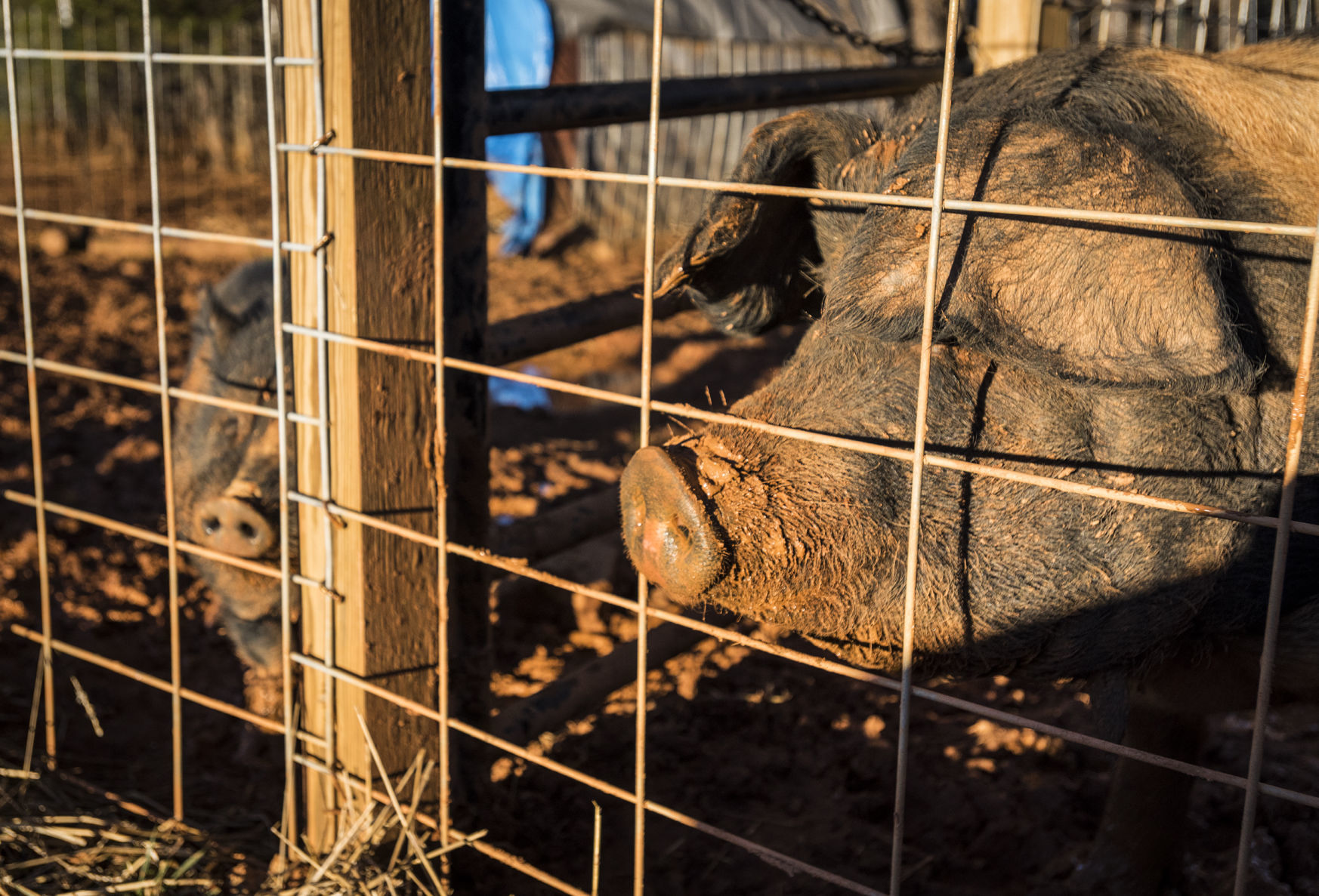 Pigs